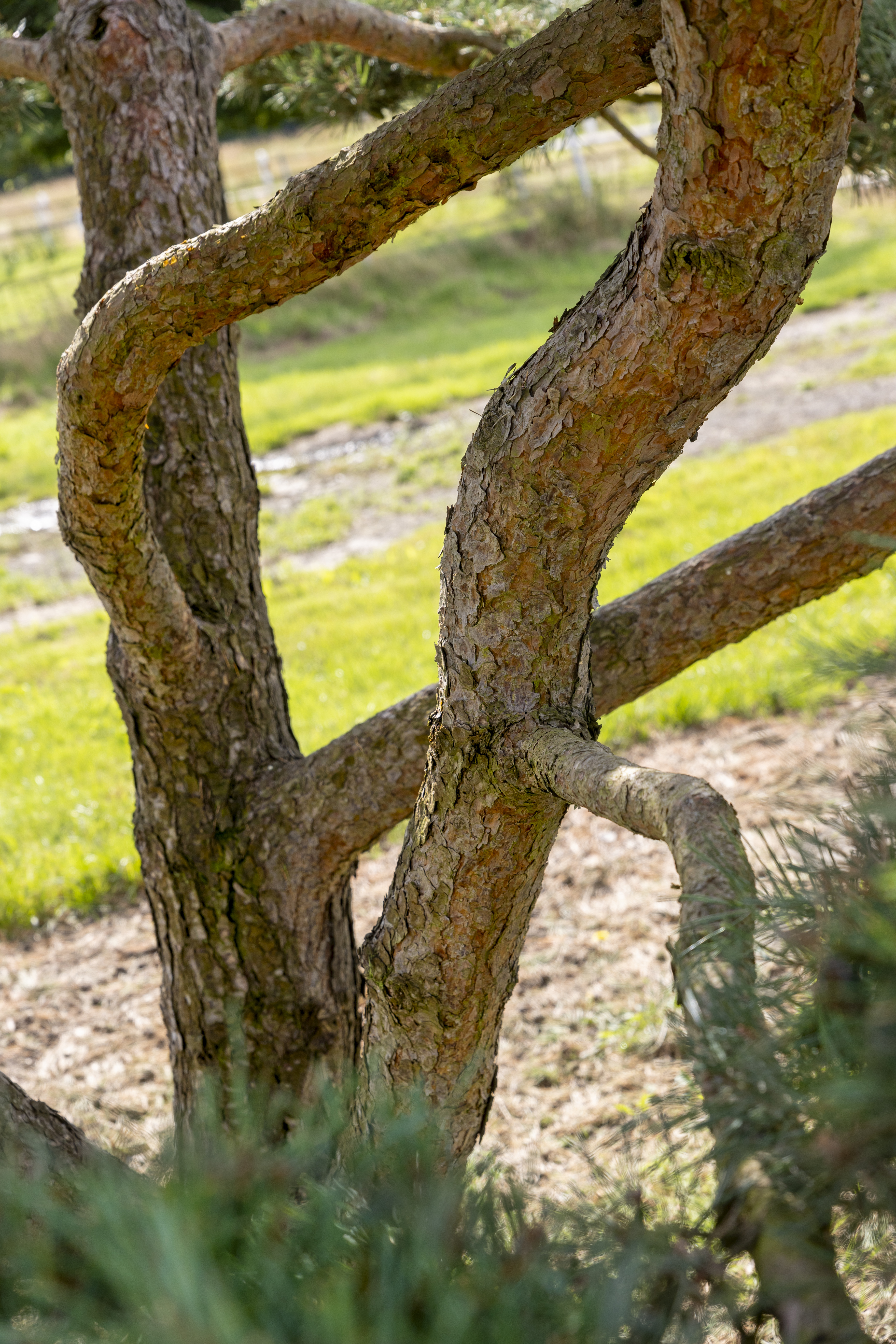 Pinus sylvestris 'Norske Typ' Unikat